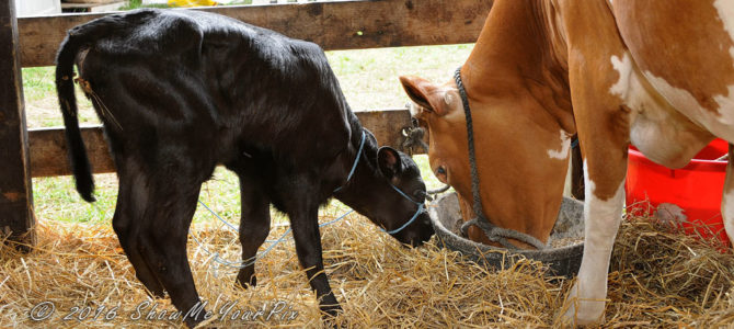 Good Things Growing at 2016 Schuylkill Fair